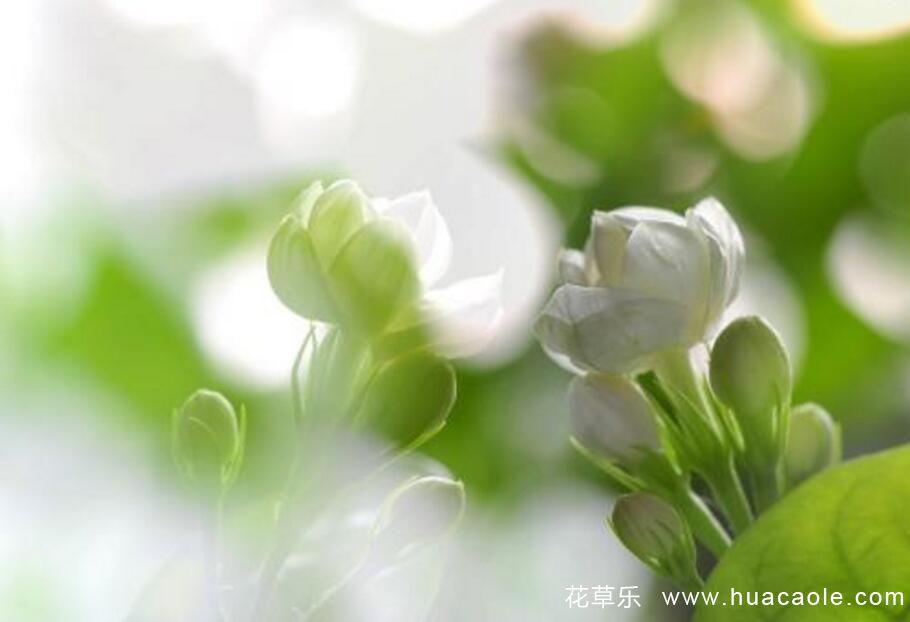 茉莉花的葉子發黃發黑了，該怎么處理