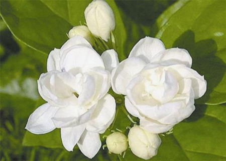 茉莉花的葉子發黃發黑了，該怎么處理