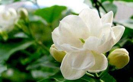 茉莉花的葉子發黃發黑了，該怎么處理