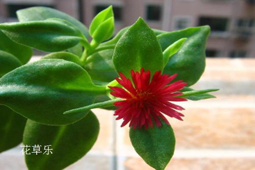 牡丹吊蘭葉子發黃怎么辦