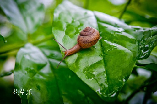 蝸牛是益蟲還是害蟲？蝸牛危害特點及防治措施
