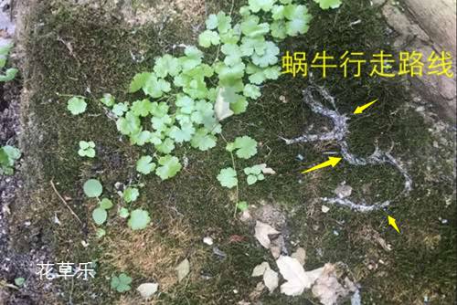 蝸牛是益蟲還是害蟲？蝸牛危害特點及防治措施