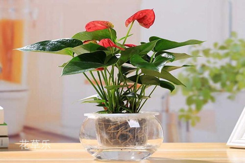 紅掌怎么養(yǎng)？紅掌葉子下垂的處理方法