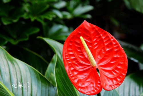紅掌怎么養(yǎng)？紅掌葉子下垂的處理方法
