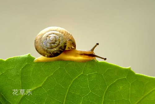 春季花草11種常見蟲害識別及病蟲害防治方法