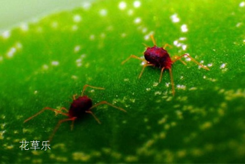 春季花草11種常見蟲害識別及病蟲害防治方法