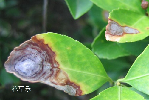 花草盆景病害防治 花卉發(fā)生炭疽病怎么治