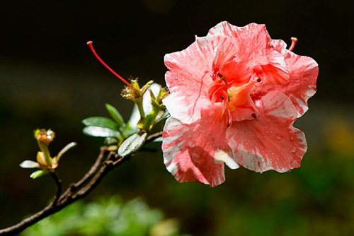 杜鵑花怎么養 能防治杜鵑花掉葉子和葉子發黃