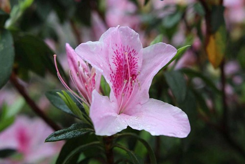 杜鵑花怎么養 能防治杜鵑花掉葉子和葉子發黃