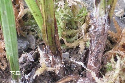 你這樣做不是愛她：吊蘭病蟲害的防病規(guī)律、原因和防治方法