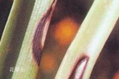 你這樣做不是愛她：吊蘭病蟲害的防病規(guī)律、原因和防治方法