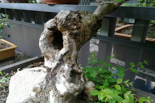 樹樁盆景養護 防蛀干害蟲的幾種方法
