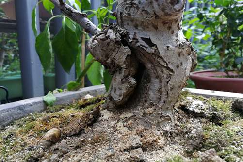 樹樁盆景養護 防蛀干害蟲的幾種方法