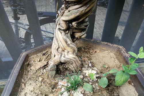 樹樁盆景養護 防蛀干害蟲的幾種方法