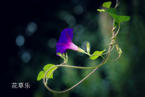  紅顏易老，美人遲暮：牽?；ǖ某Ｒ姴∠x害與防治方法