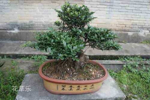 中華蚊母穿孔性褐斑病怎么治療