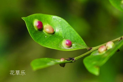 中華蚊母穿孔性褐斑病怎么治療