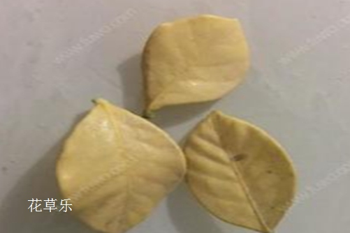 快來看，你的小可愛金邊瑞香病了怎么辦？金邊瑞香常見病害及防治　