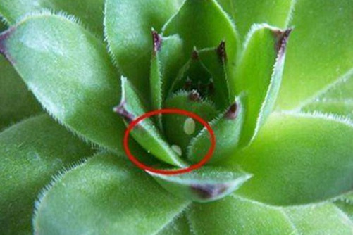 多肉長白色蟲子怎么辦？這6種方法,3天就能一掃而光!