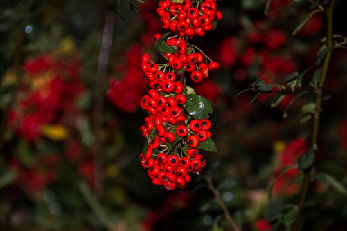 紅豆杉圖片大全， 四招讓您鑒別真假紅豆杉