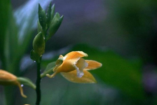 黃花鶴頂蘭圖片，高清黃花鶴頂蘭圖片大全