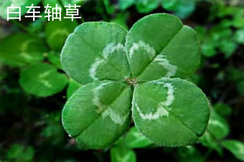 白車軸草和酢漿草的區別,白車軸草還是愛爾蘭國花