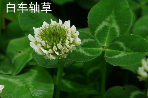 白車軸草和酢漿草的區別,白車軸草還是愛爾蘭國花