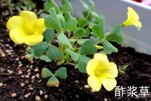 白車軸草和酢漿草的區別,白車軸草還是愛爾蘭國花