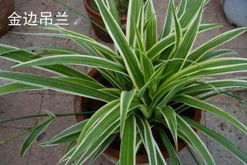 吊蘭品種,常見吊蘭圖片欣賞