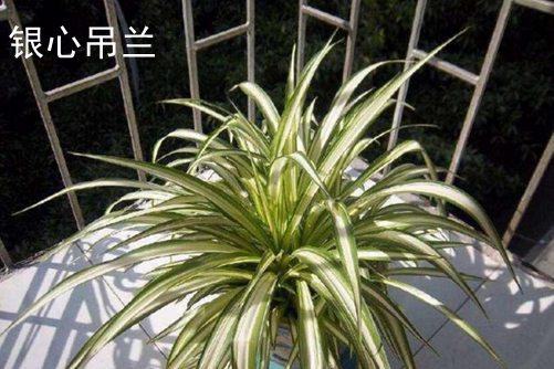 吊蘭品種,常見吊蘭圖片欣賞