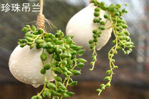 吊蘭品種,常見吊蘭圖片欣賞