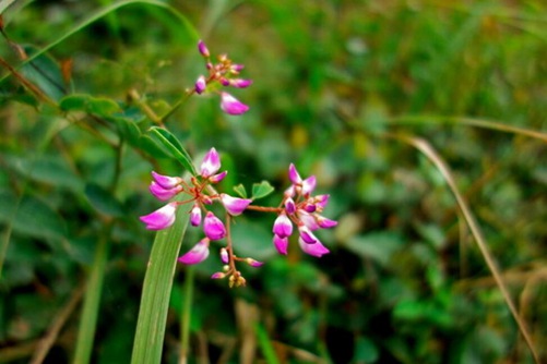 怎么辨別香花崖豆藤, 香花崖豆藤圖片