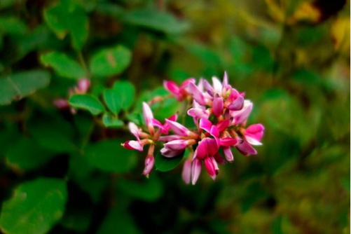 怎么辨別香花崖豆藤, 香花崖豆藤圖片