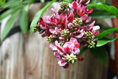 怎么辨別香花崖豆藤, 香花崖豆藤圖片