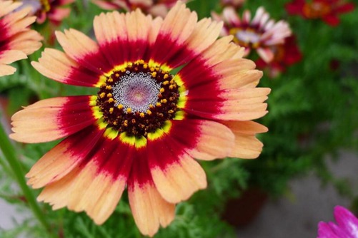 花環菊圖片，高清花環菊圖片欣賞