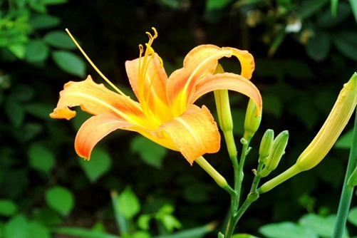 萱草圖片，母親之花萱草圖片高清大圖