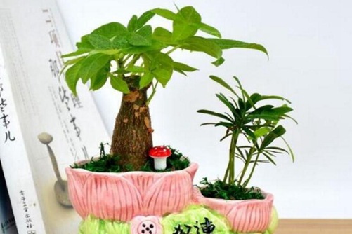 發財樹圖片，發財樹高清圖片大全