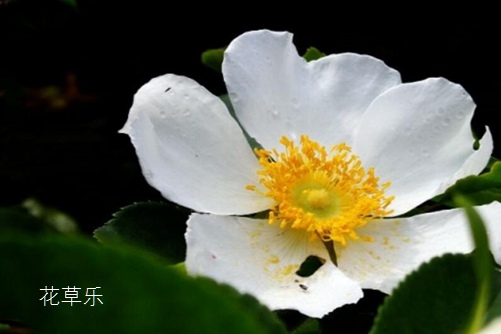 你知道荼蘼花嗎？荼蘼花有什么寓意？（感情結束）