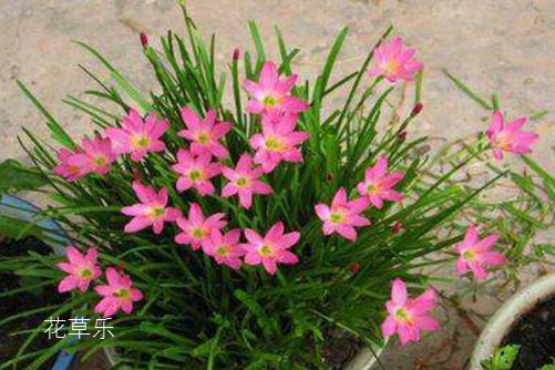 會預測下雨的韭蓮花圖片大全，韭蓮高清圖片大