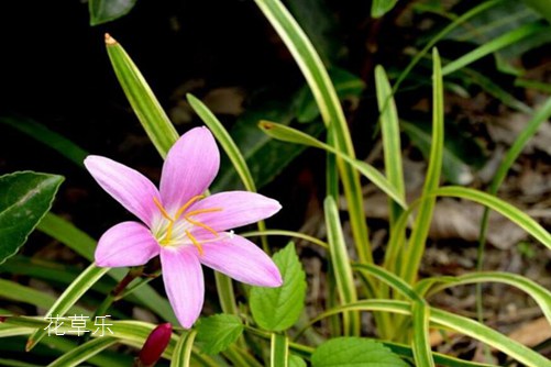 會預測下雨的韭蓮花圖片大全，韭蓮高清圖片大