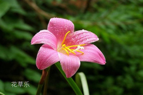 會預測下雨的韭蓮花圖片大全，韭蓮高清圖片大