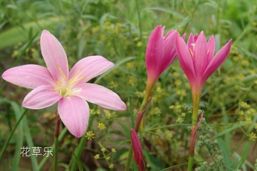 會預測下雨的韭蓮花圖片大全，韭蓮高清圖片大
