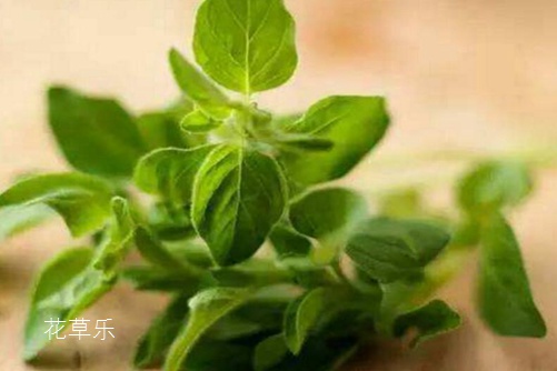 牛至是什么？牛至是舌尖上的美味，還是抗菌達(dá)人