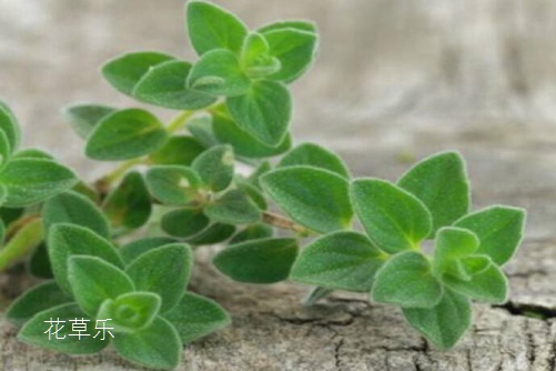 牛至是什么？牛至是舌尖上的美味，還是抗菌達(dá)人