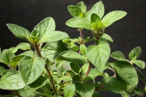 牛至是什么？牛至是舌尖上的美味，還是抗菌達(dá)人