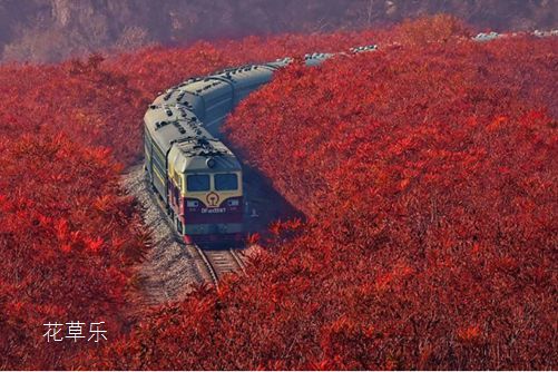 “霸王”火炬樹對人有危害嗎？皮膚敏感者一定要遠離火炬樹