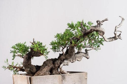 黃連木貴嗎？黃連木的價值和價格分析
