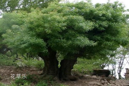 黃連木貴嗎？黃連木的價值和價格分析