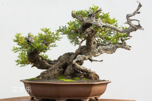 黃連木貴嗎？黃連木的價值和價格分析
