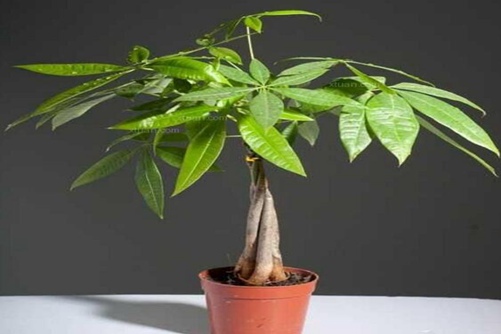發財樹擺放需謹慎 教你正確擺放發財樹及功效和作用介紹